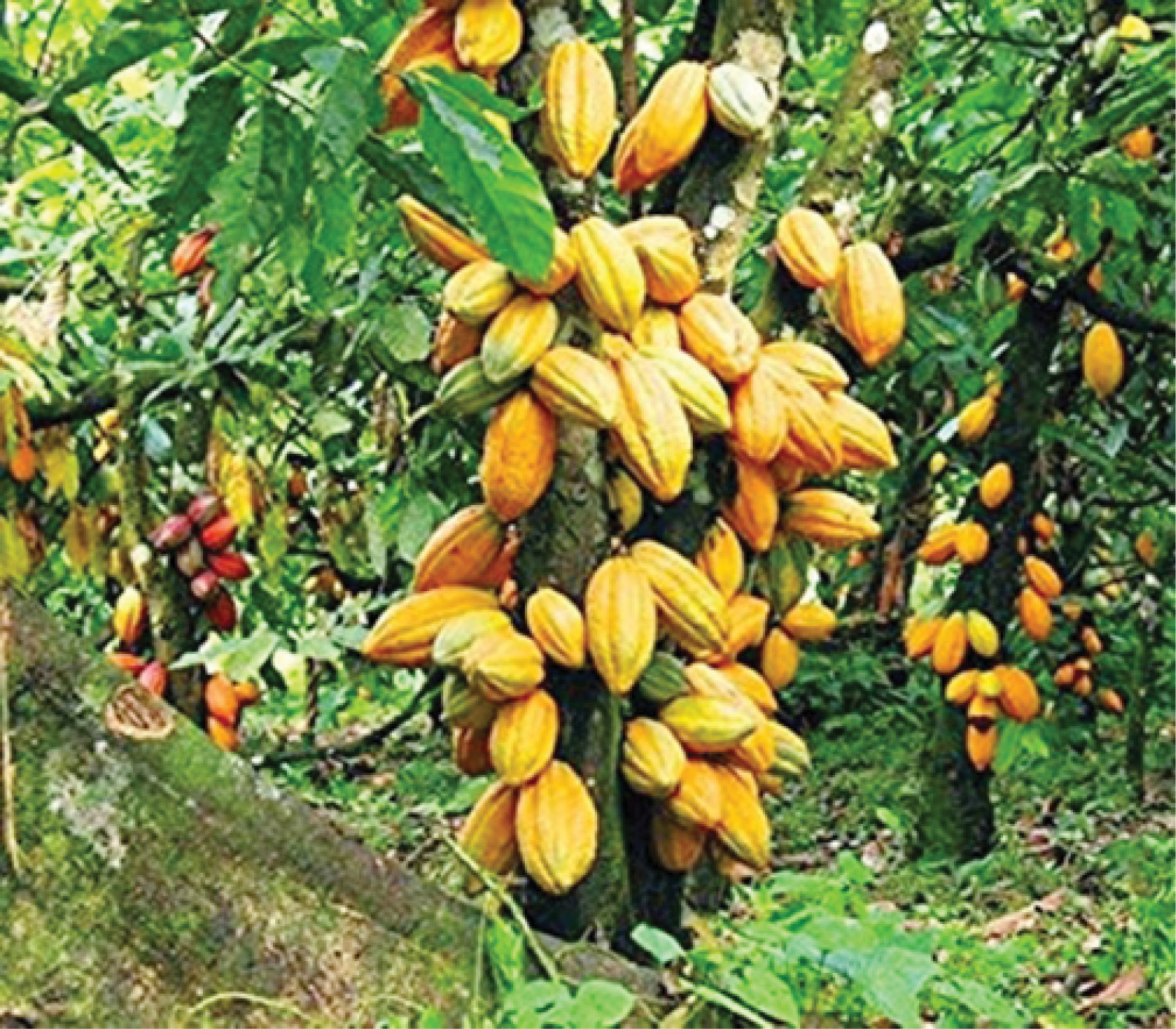 Cocoa farming