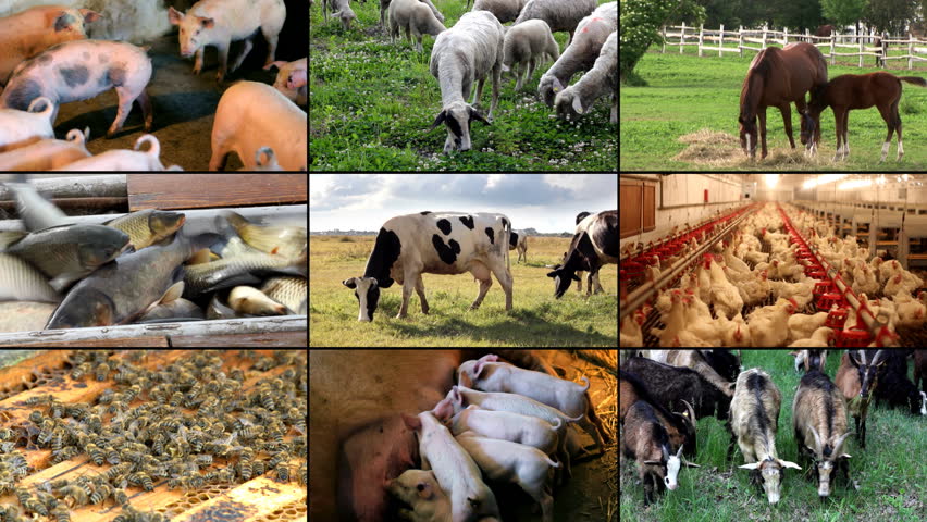 Livestock farming